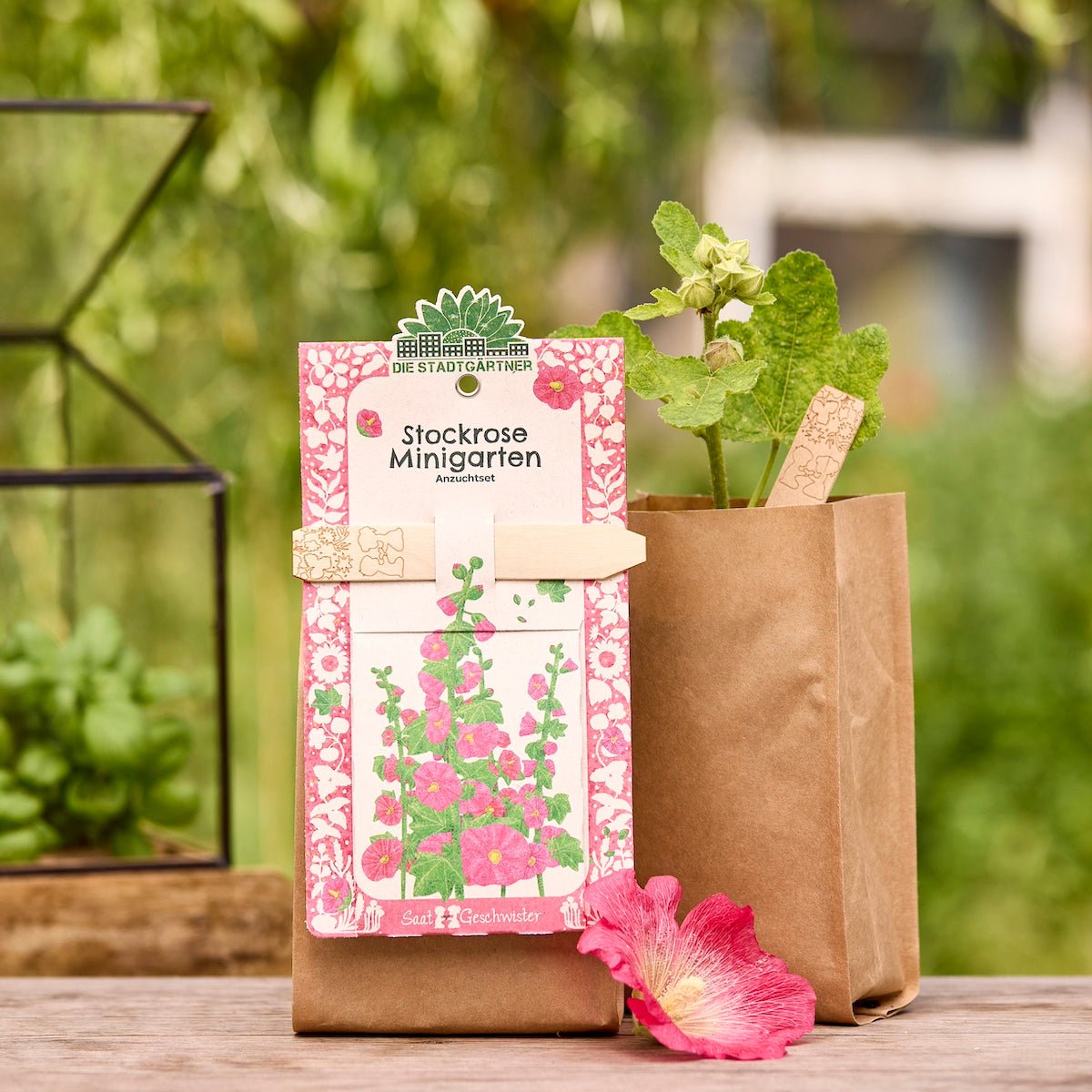 Anzuchtset – Minigarten Stockrose - Wurzelwerk Design