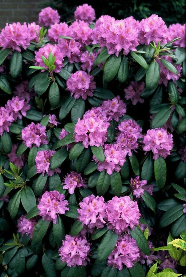 Rhododendron &