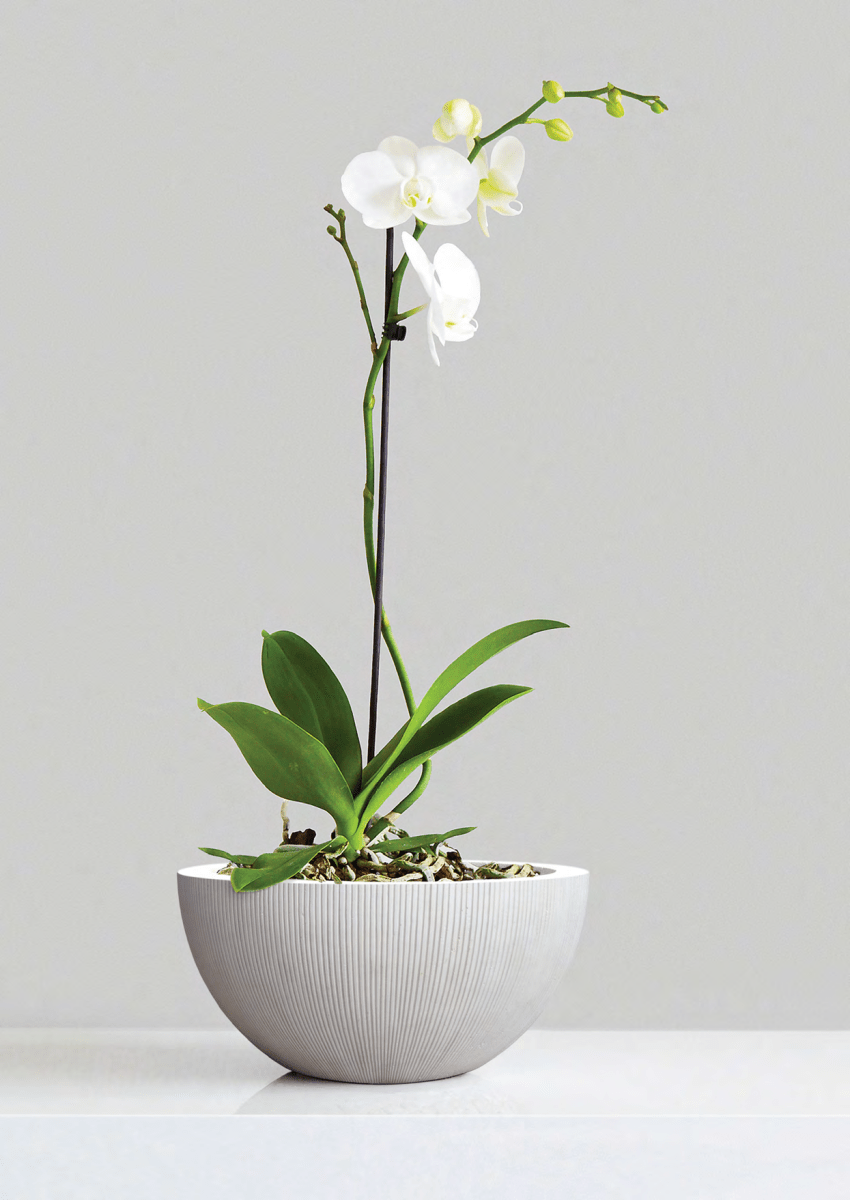 Pflanzkübel Classic Egg Pot – Eschbach Vertical Lines mit vertikaler Rillenstruktur - Wurzelwerk Design