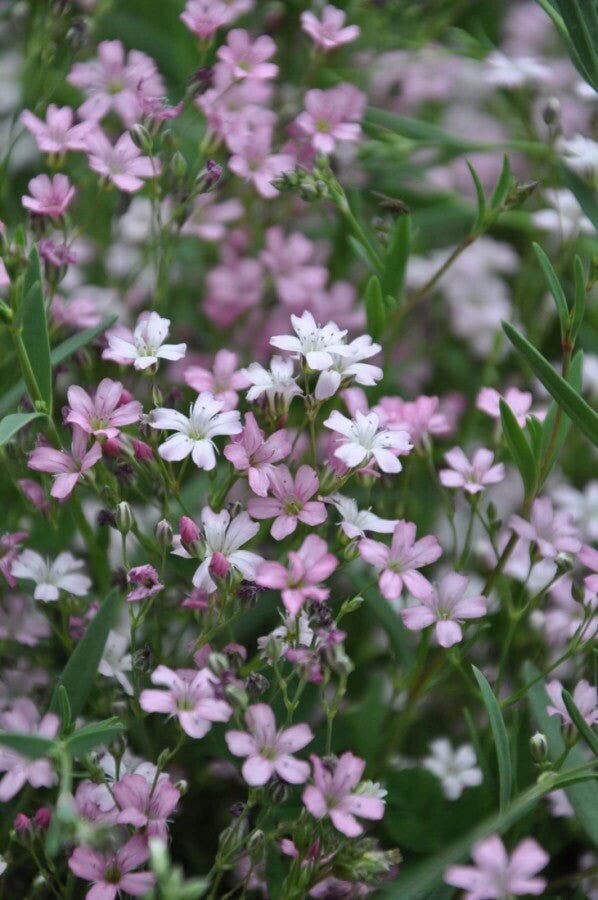Garten-Schleierkraut &