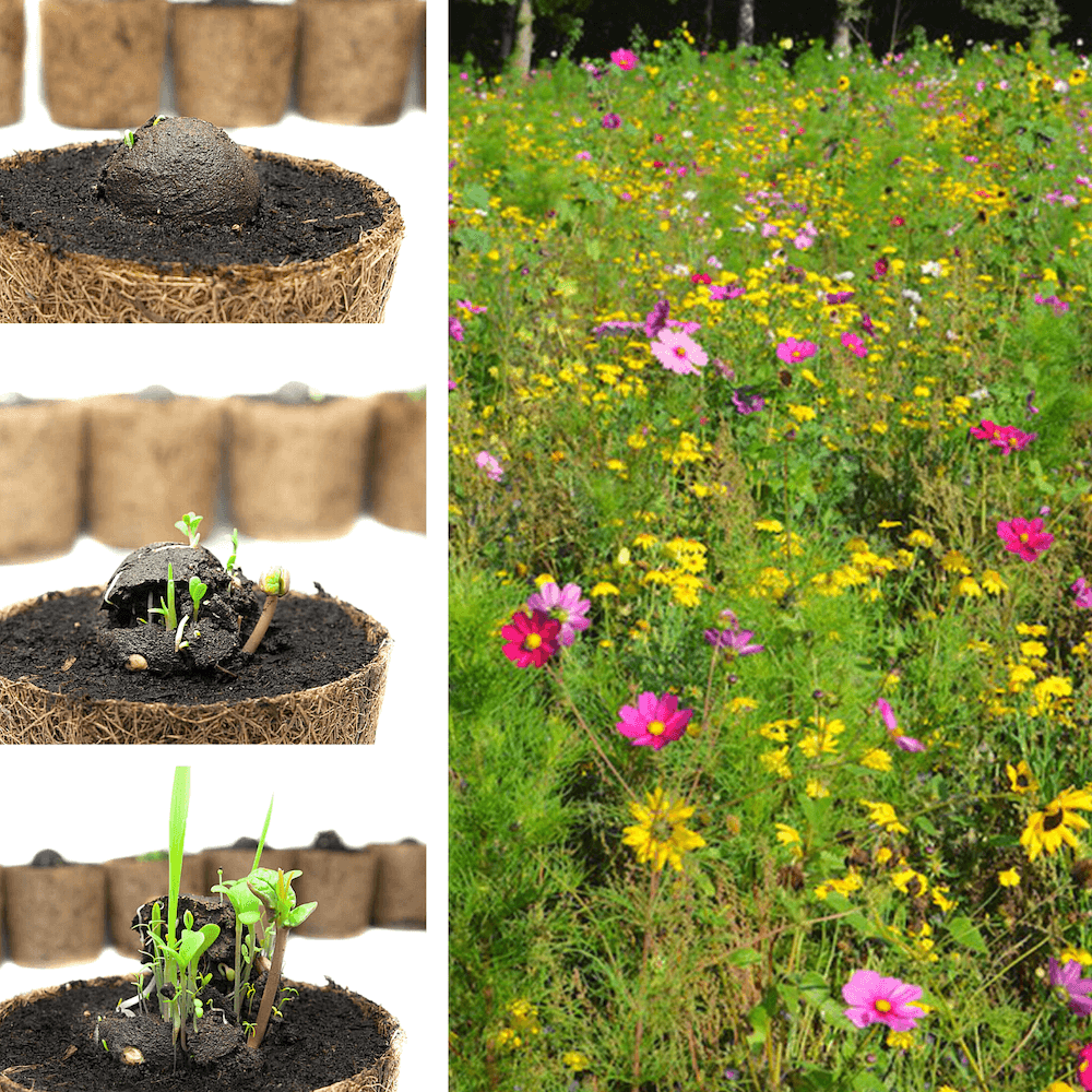Lose Wildblumen-Samenbomben, unverpackt - Wurzelwerk Design