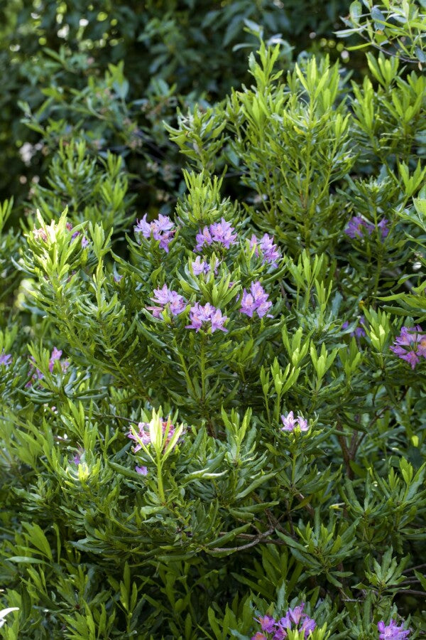 Rhododendron ponticum – Lila Blüten – 30-40 cm – Wurzelwerk Design