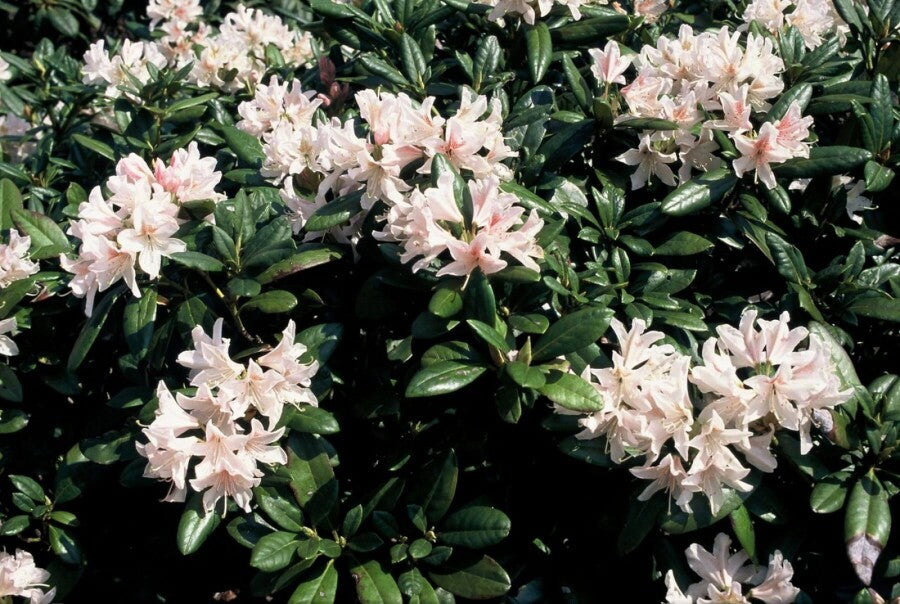 Rhododendron &