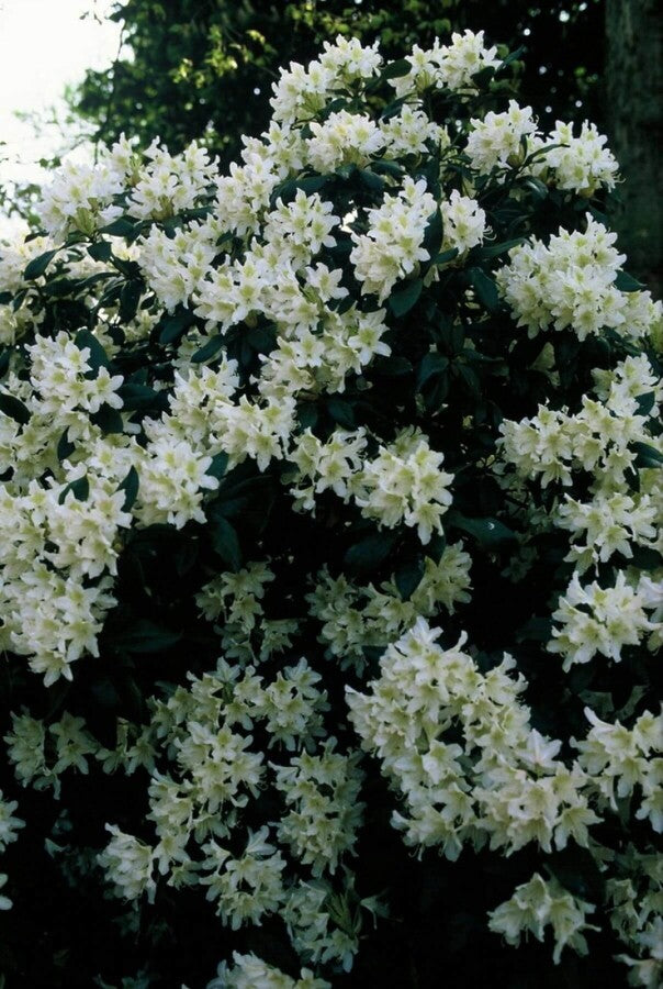 Rhododendron &
