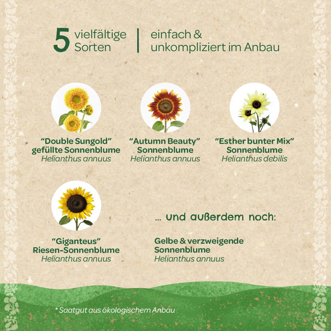 Saatgut-Set "Sonnenblumen" - Wurzelwerk Design