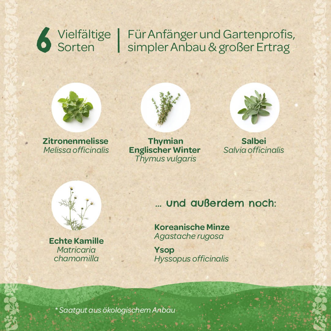 BIO-Saatgut-Set "Teekräuter" - Wurzelwerk Design