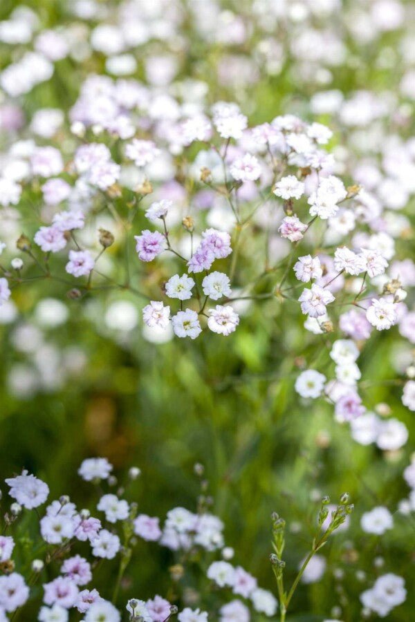 Schleierkraut (Gypsophila paniculata) – Luftige Schnittblumen-Staude – 5–10 cm – 6er/12er-Set - Wurzelwerk Design