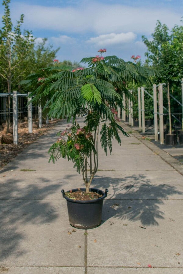 Seidenbaum (Albizia julibrissin &