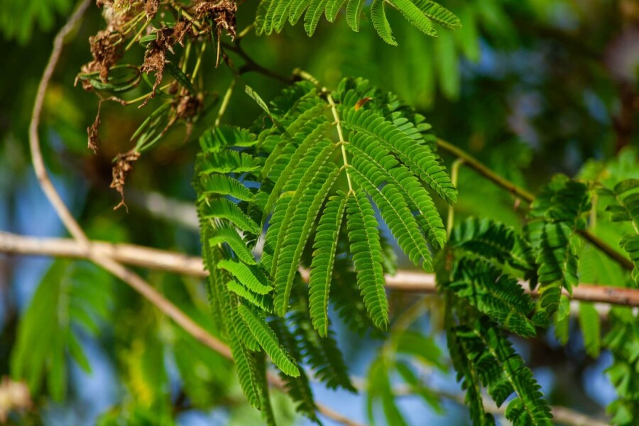 Seidenbaum (Albizia julibrissin &