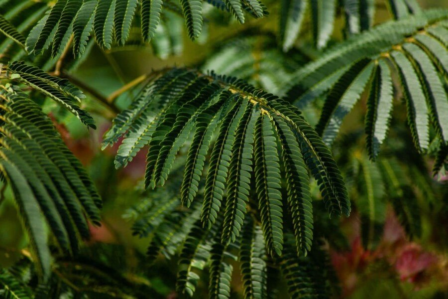 Seidenbaum (Albizia julibrissin &
