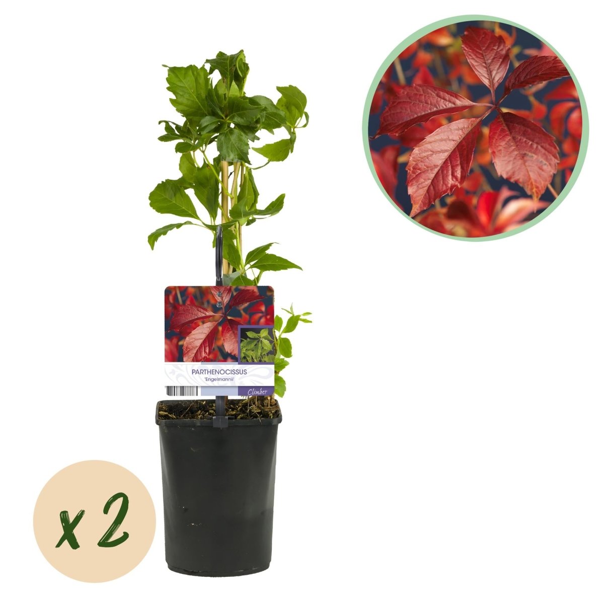 Parthenocissus 'Engelmannii' | Wilder Wein – Winterharte Kletterpflanze mit  roter Herbstfärbung
