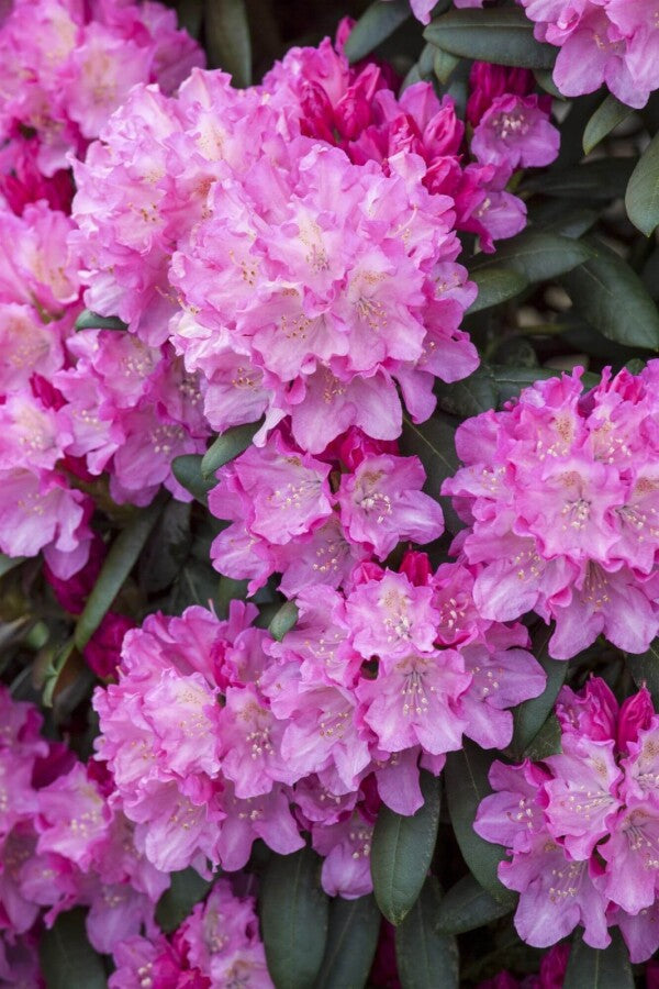 Rhododendron pflanzen & pflegen: Der komplette Guide