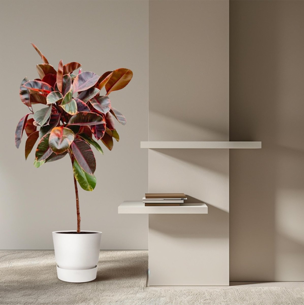 Gummibaum schneiden: so verzweigt sich dein Ficus - Wurzelwerk Design