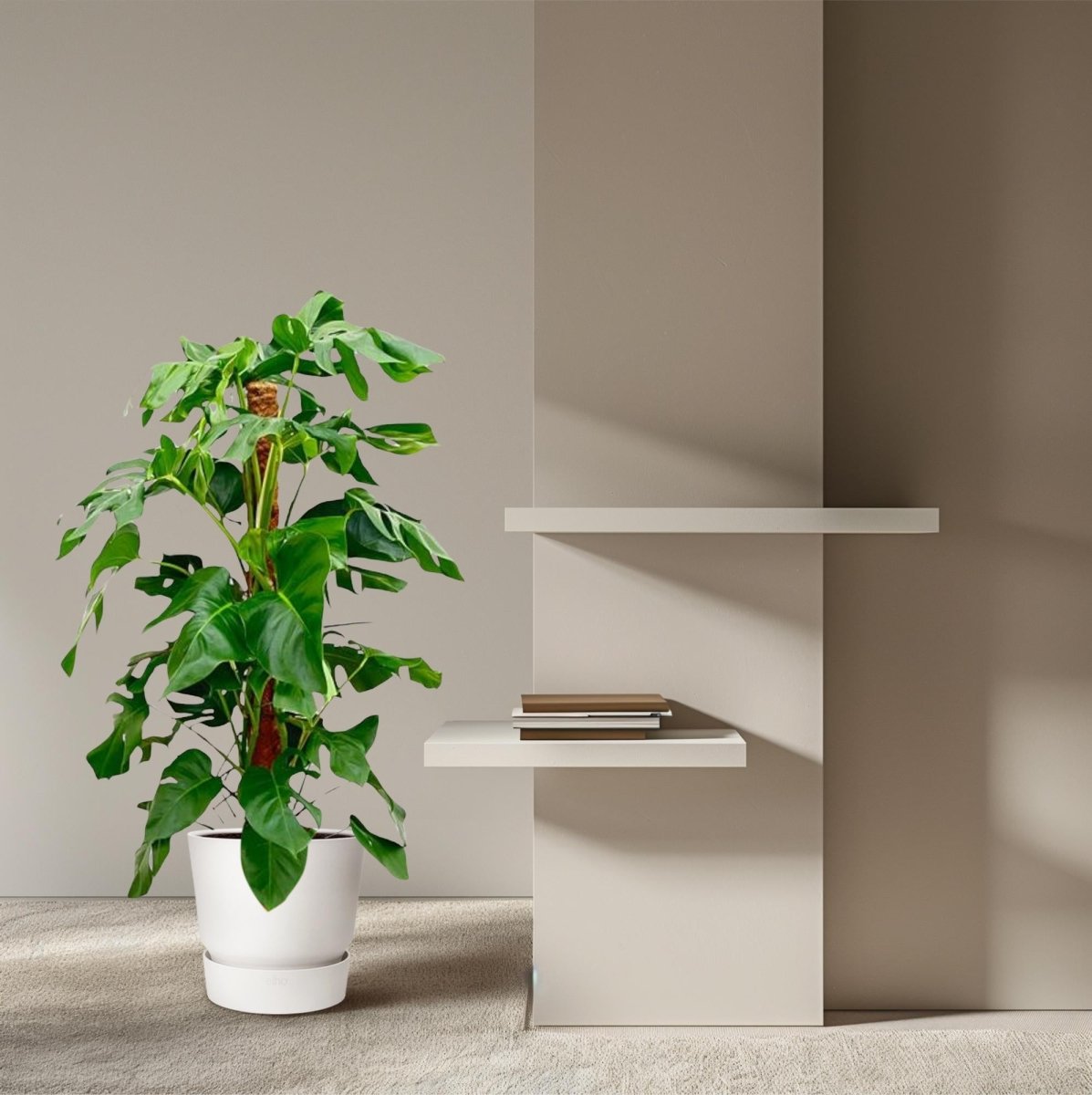 Monstera giftig für Katzen? Was ich Katzenhaltern dazu sage - Wurzelwerk Design