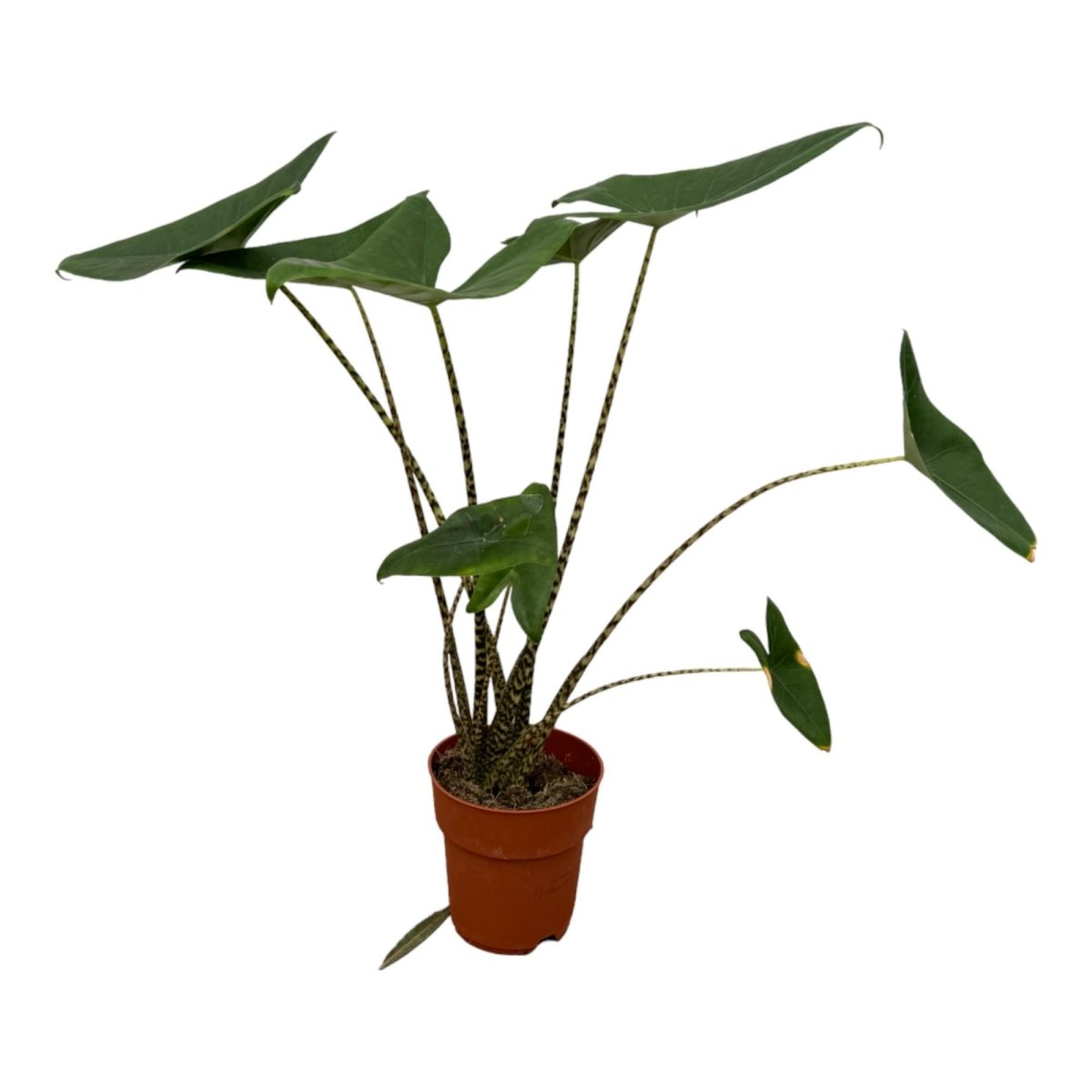 Rhizome der Alocasia: das unterirdische Geheimnis des Elefantenohrs - Wurzelwerk Design