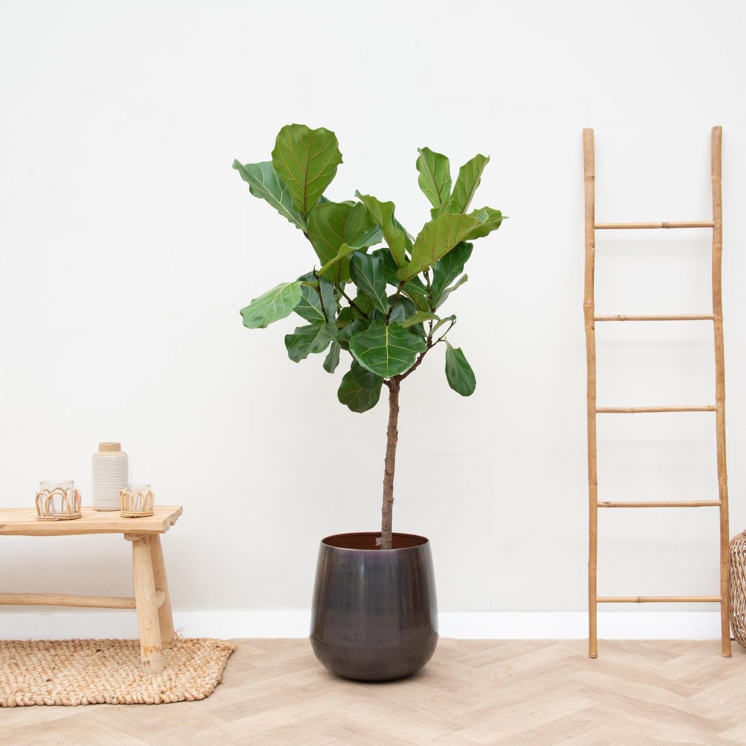 Gummibaum (Ficus elastica): Pflege, Arten & kaufen