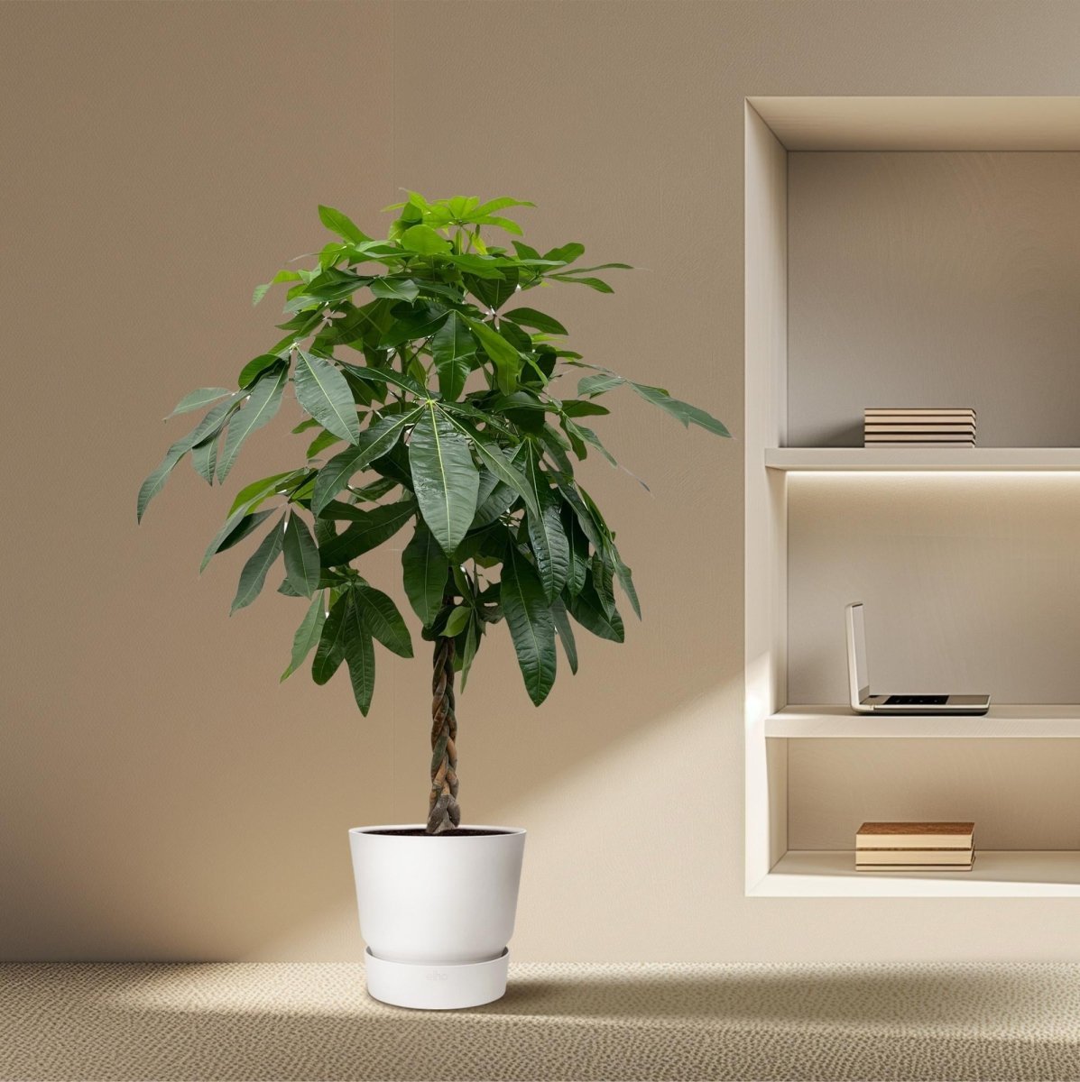 Pachira aquatica giftig für Katzen? Endlich mal eine gute Nachricht - Wurzelwerk Design
