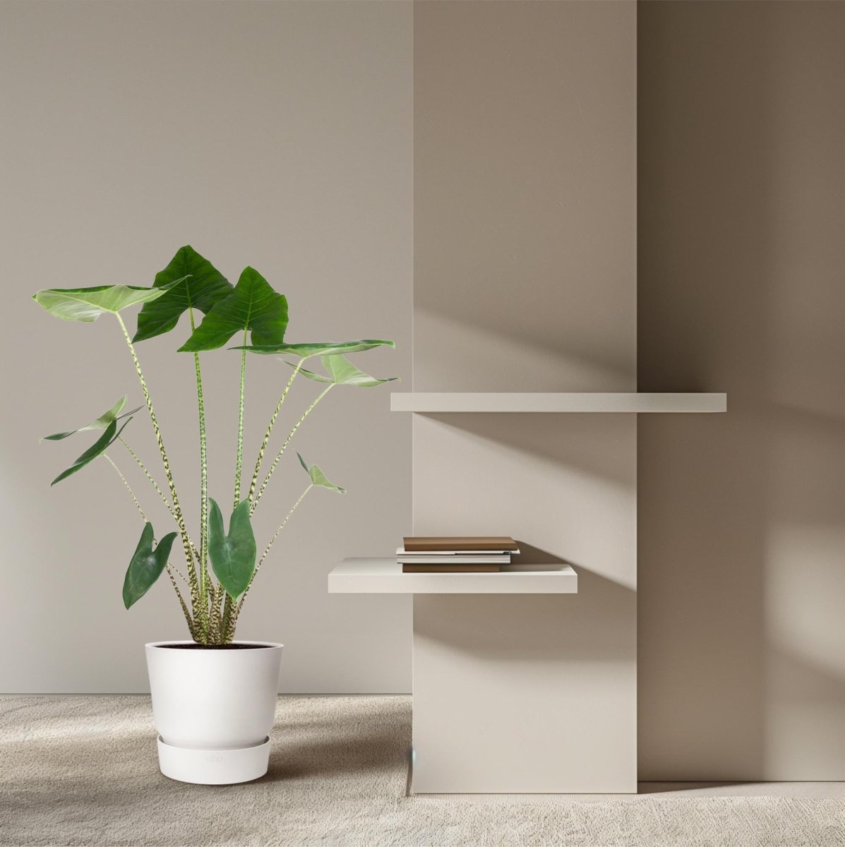Alocasia giftig für Katzen? Bei der bin ich ehrlich vorsichtig - Wurzelwerk Design
