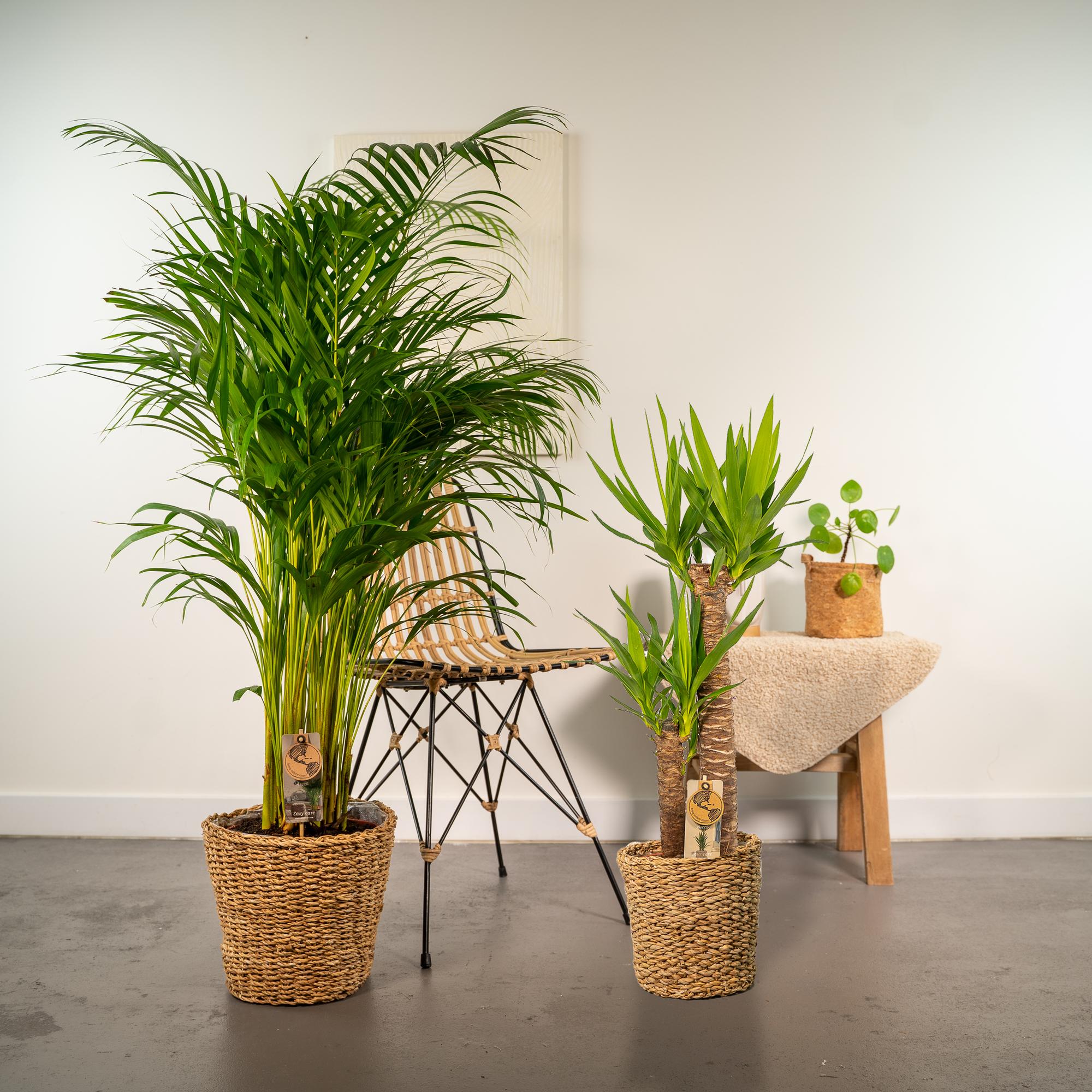 Yucca (Palmlilie): Pflege, Standort & kaufen - Wurzelwerk Design