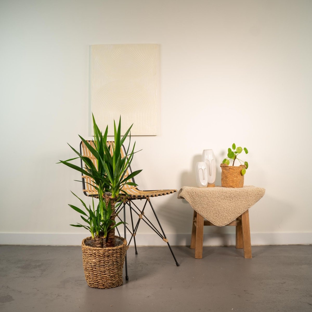 Yucca Palme gelbe Blätter: woran es liegt und was hilft - Wurzelwerk Design
