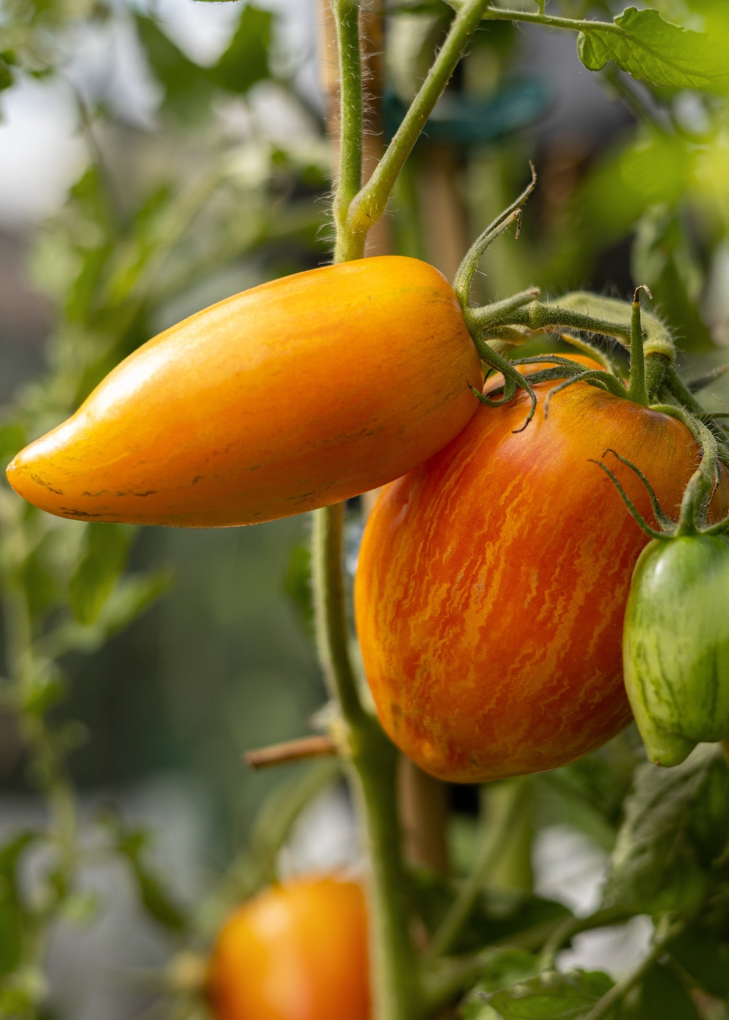 Gemüse- / Obstsamen