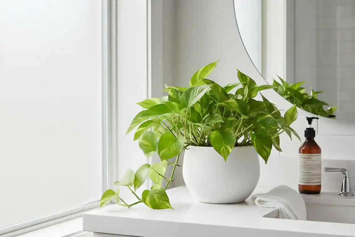 Badezimmerpflanzen kaufen – feuchtigkeitsliebende Pflanzen fuer das Bad | Wurzelwerk Design