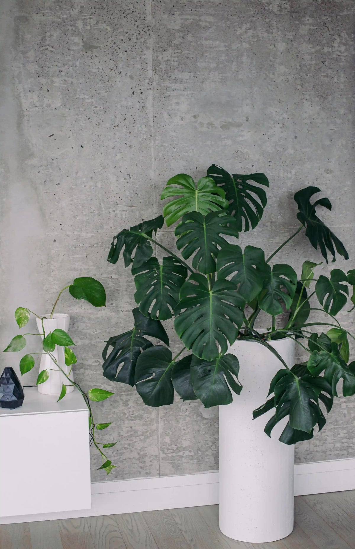 Monstera kaufen