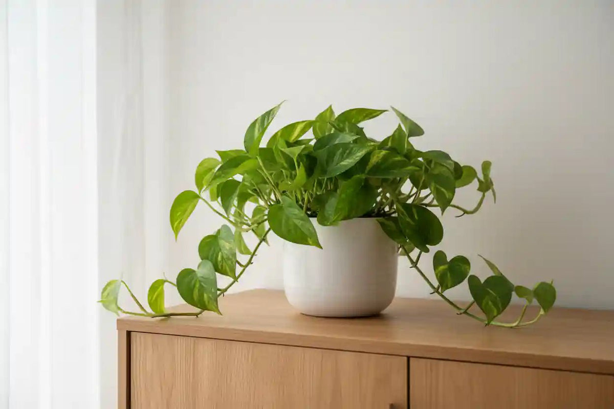 Pflegeleichte Zimmerpflanzen kaufen – ideal für Anfänger | Wurzelwerk Design