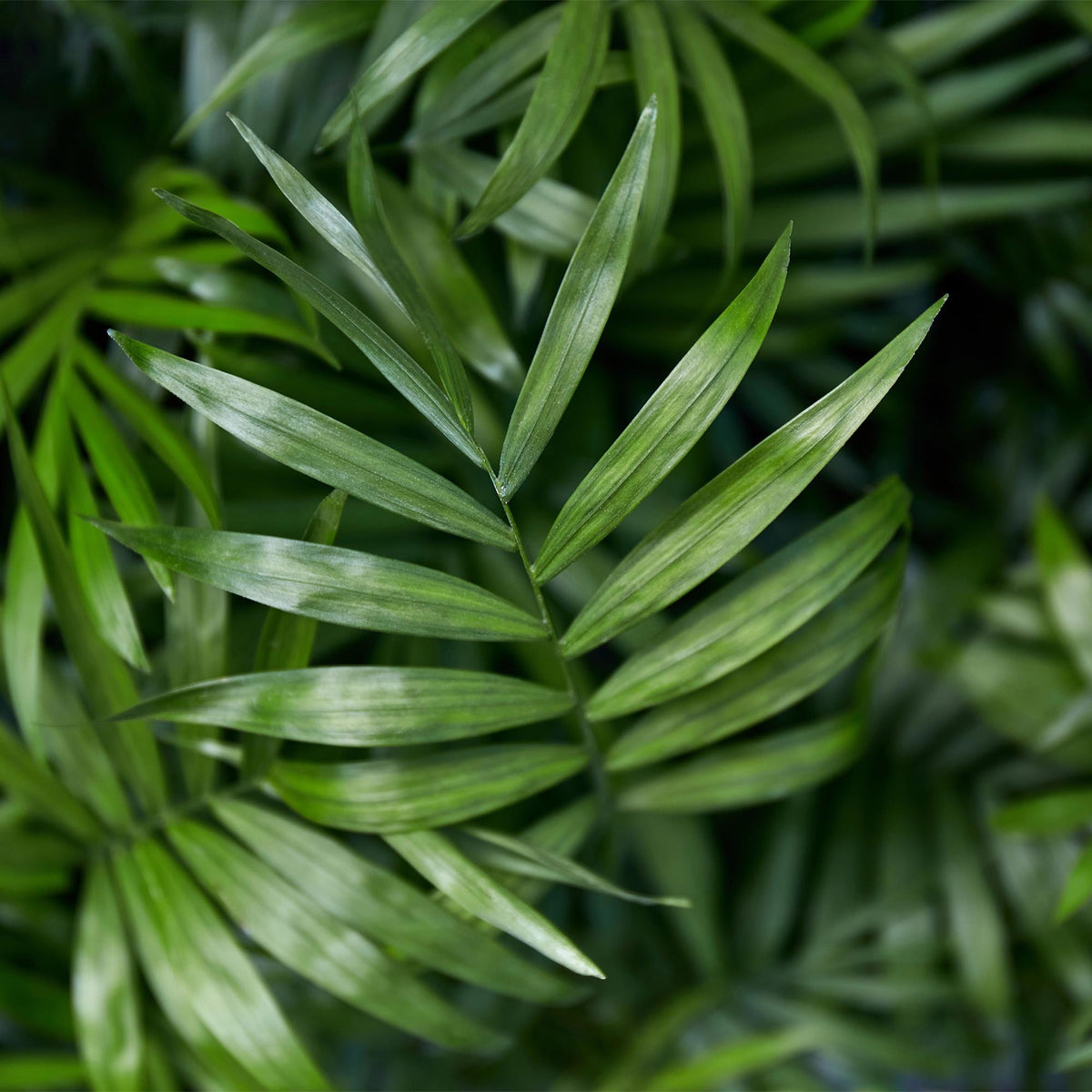 Zimmerpalmen kaufen – Kentia, Areca, Damenpalme und mehr | Wurzelwerk Design