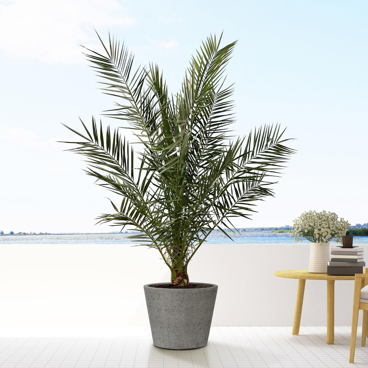 Winterharte Palmen kaufen – Trachycarpus, Chamaerops und mehr | Wurzelwerk Design