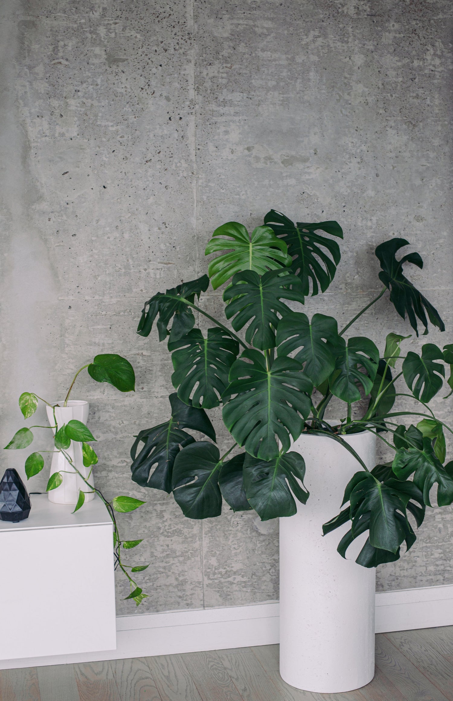 Monstera Deliciosa in großem weißen Designer-Topf – stilvolles Urban Jungle Flair in moderner Wohnung