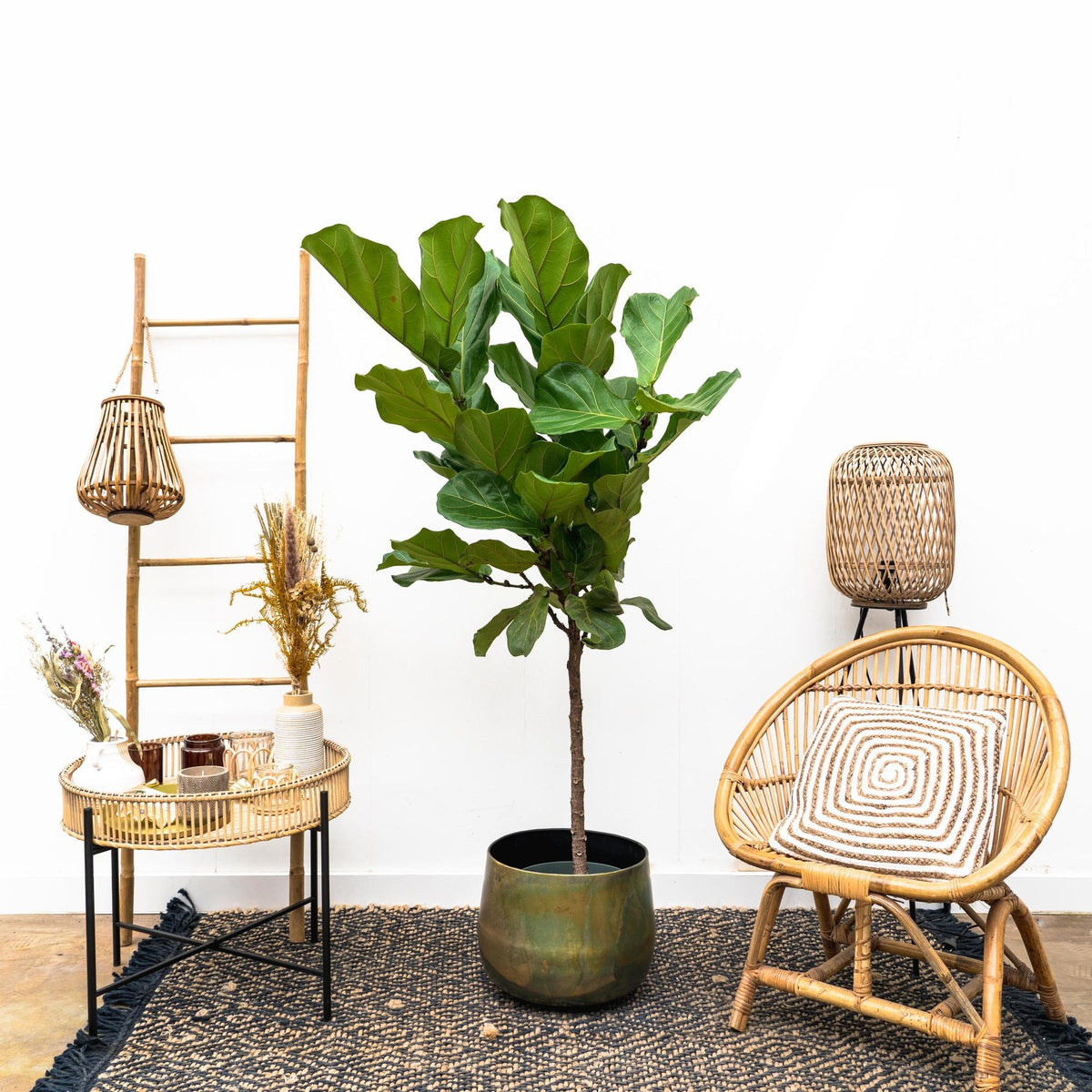 Everspring Ficus Lyrata Stamm, 170 cm hoch, Durchmesser 30 cm, große grüne Blätter, Zimmerpflanze auf Thumbnail-Bild