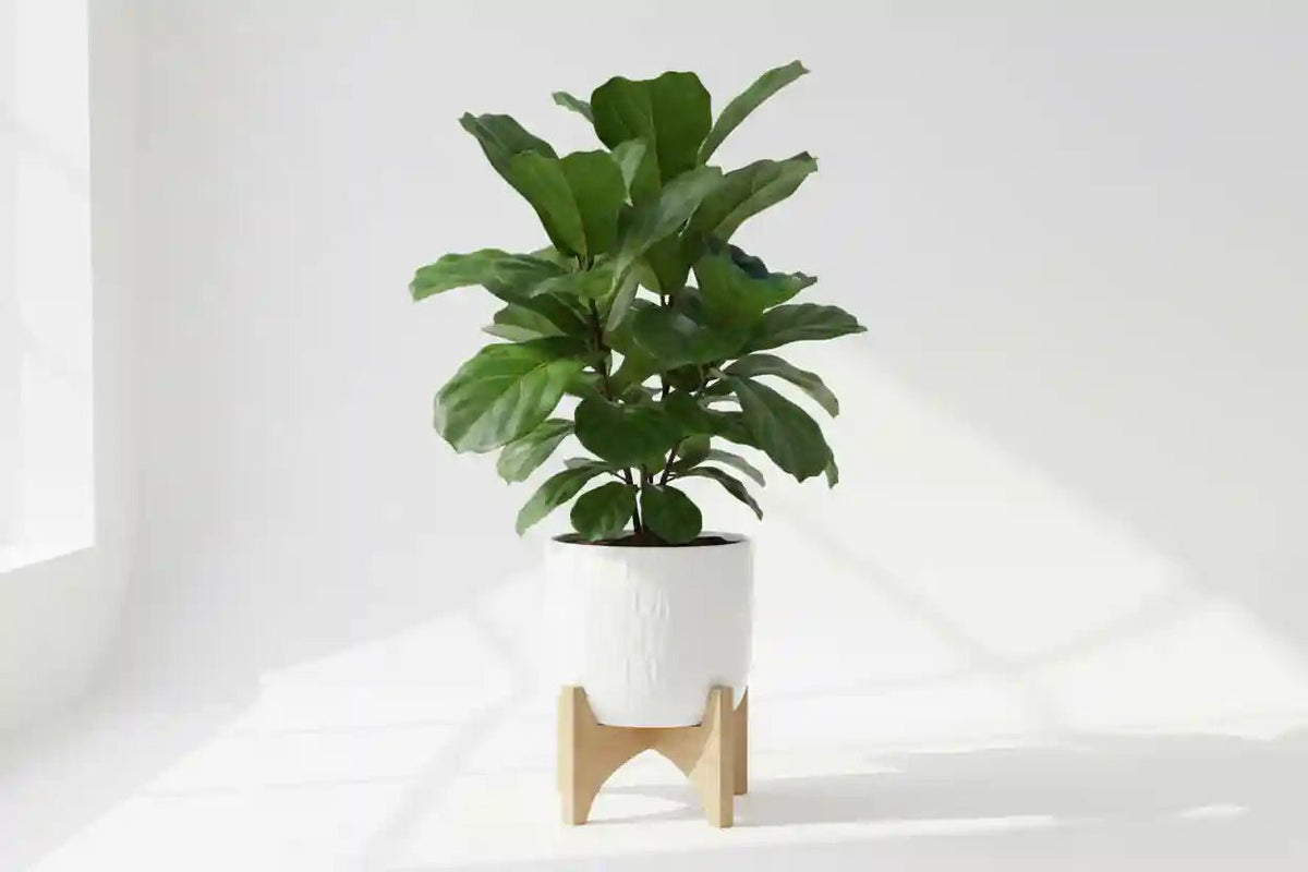 Wohnzimmerpflanzen kaufen – dekorative Zimmerpflanzen für das Wohnzimmer | Wurzelwerk Design