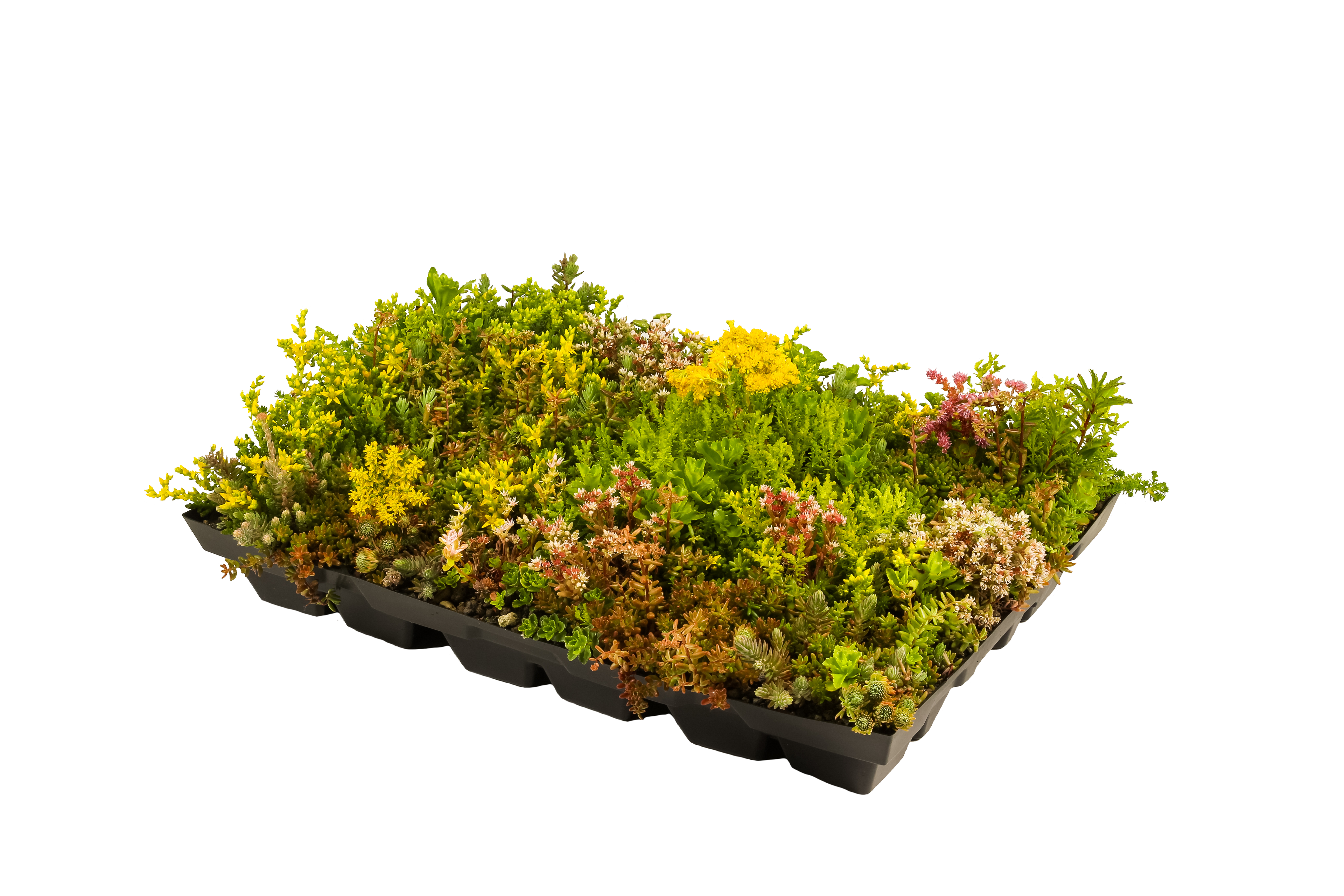 Plantile Dachbegrünung BioTop 16 Sedum-Sorten-Mix
