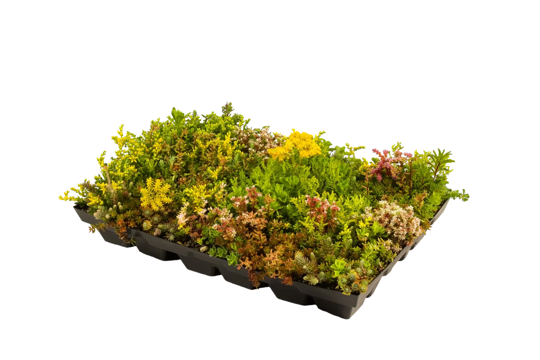 Plantile Dachbegrünung BioTop 16 Sedum - Sorten - Mix - Wurzelwerk Design
