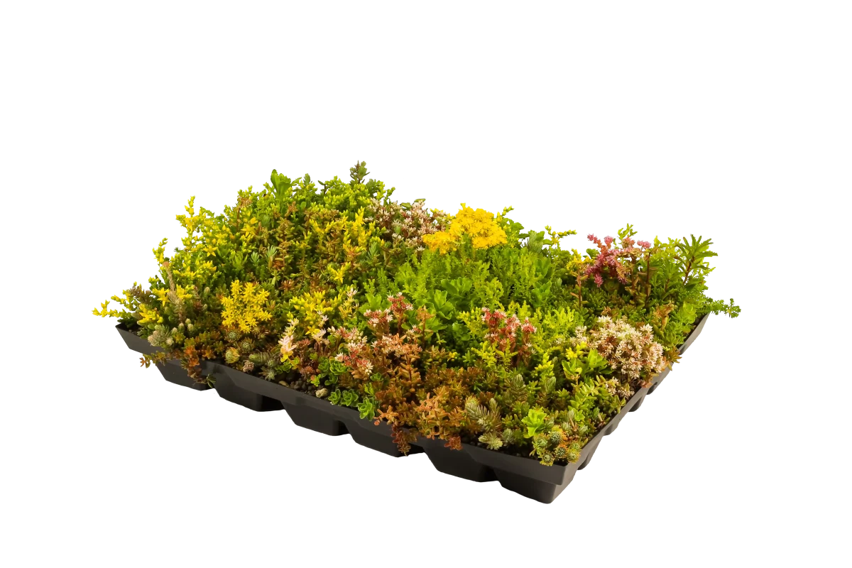 Plantile Dachbegrünung BioTop 16 Sedum - Sorten - Mix - Wurzelwerk Design