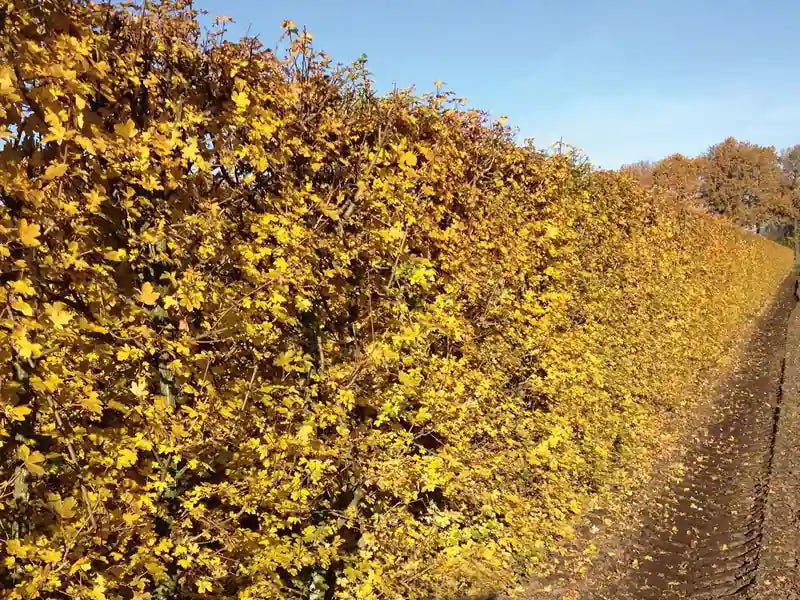 Acer campestre Feldahorn Fertighecke von QUICKHEDGE in 200cm Höhe, mit herbstlichen Blättern und grüner Laubstruktur