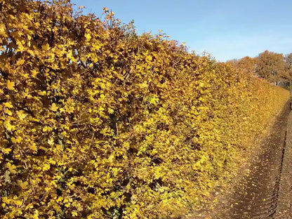 Acer campestre Feldahorn Fertighecke von QUICKHEDGE in 200cm Höhe, mit herbstlichen Blättern und grüner Laubstruktur