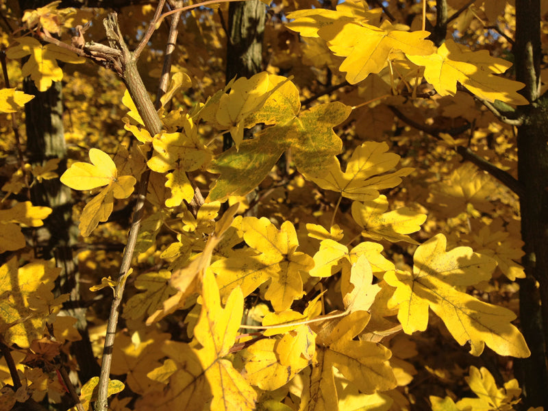 Acer campestre Feldahorn-Fertighecke 200cm