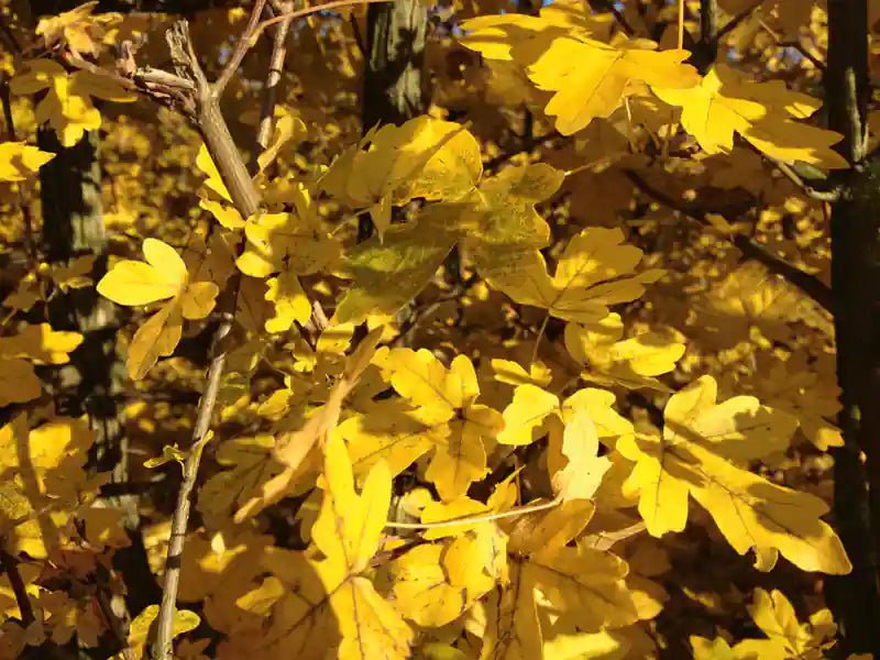 QUICKHEDGE Acer campestre Feldahorn-Fertighecke, 200cm, grüne Laubhecke mit herbstlichen Blättern, gepflegt und dicht.