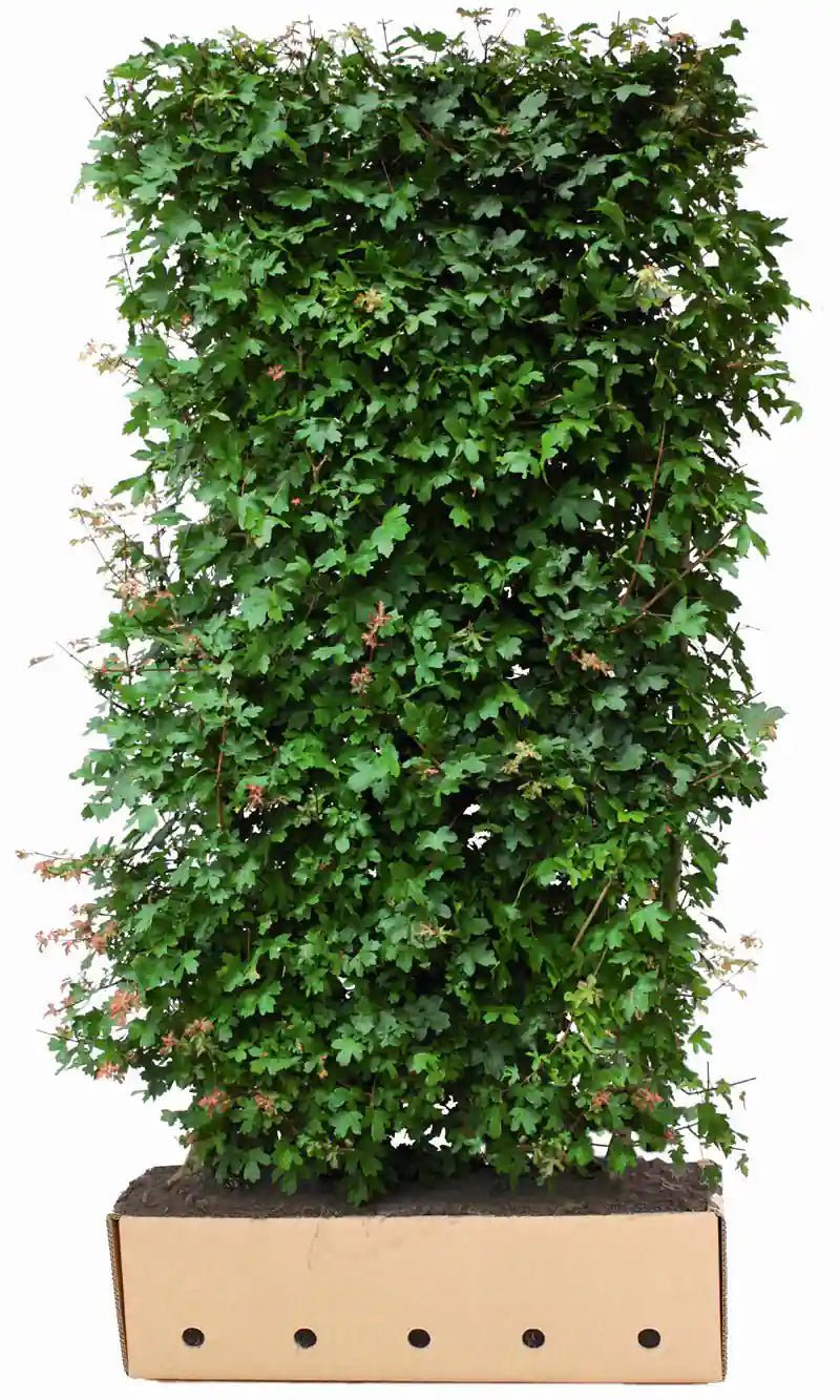 QUICKHEDGE Acer campestre Feldahorn-Fertighecke, 200cm, grüne Heckenpflanzen für Sichtschutz, im Gartenbereich, Nahaufnahme
