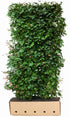 QUICKHEDGE Acer campestre Feldahorn-Fertighecke, 200cm, grüne Heckenpflanzen für Sichtschutz, im Gartenbereich, Nahaufnahme
