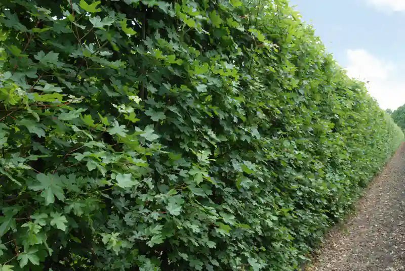 Sicht auf die Acer campestre Feldahorn-Fertighecke von QUICKHEDGE, 200 cm hoch, grüne Laubhecke im Sommer, frisch und gesund.