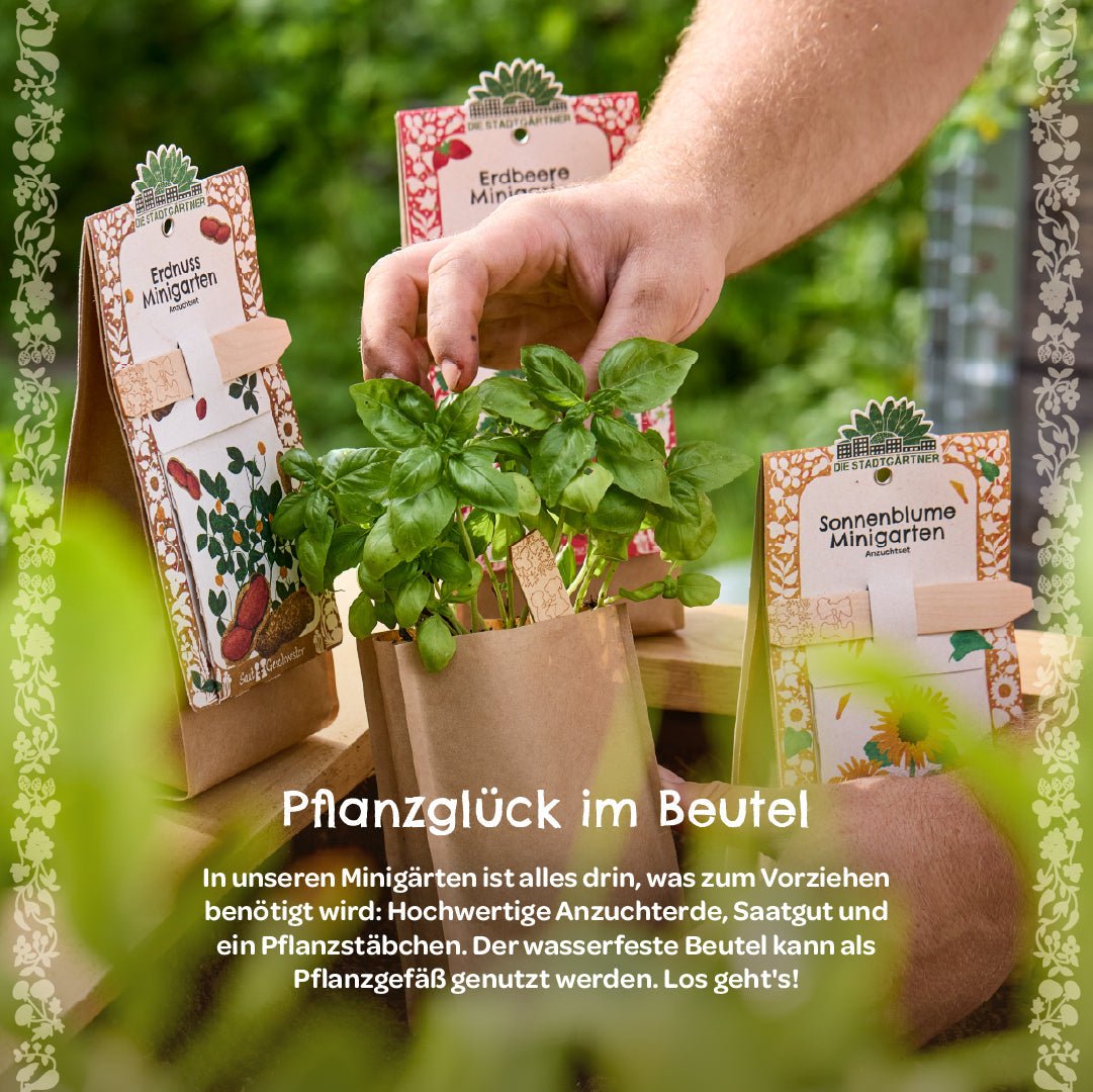 Anzuchtset – Minigarten Klimabaum - Wurzelwerk Design