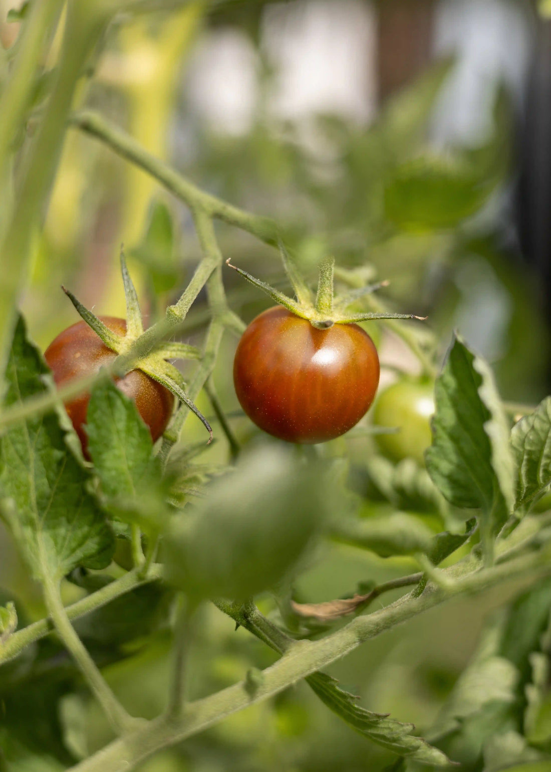 Black Cherry Tomatensamen – Historische | Wurzelwerk Design