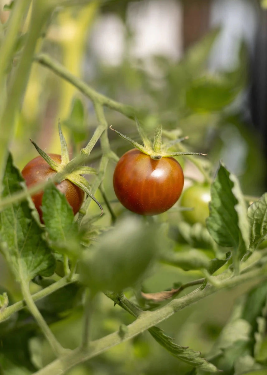 Black Cherry - Tomatensamen - Historische Sorte - Wurzelwerk Design