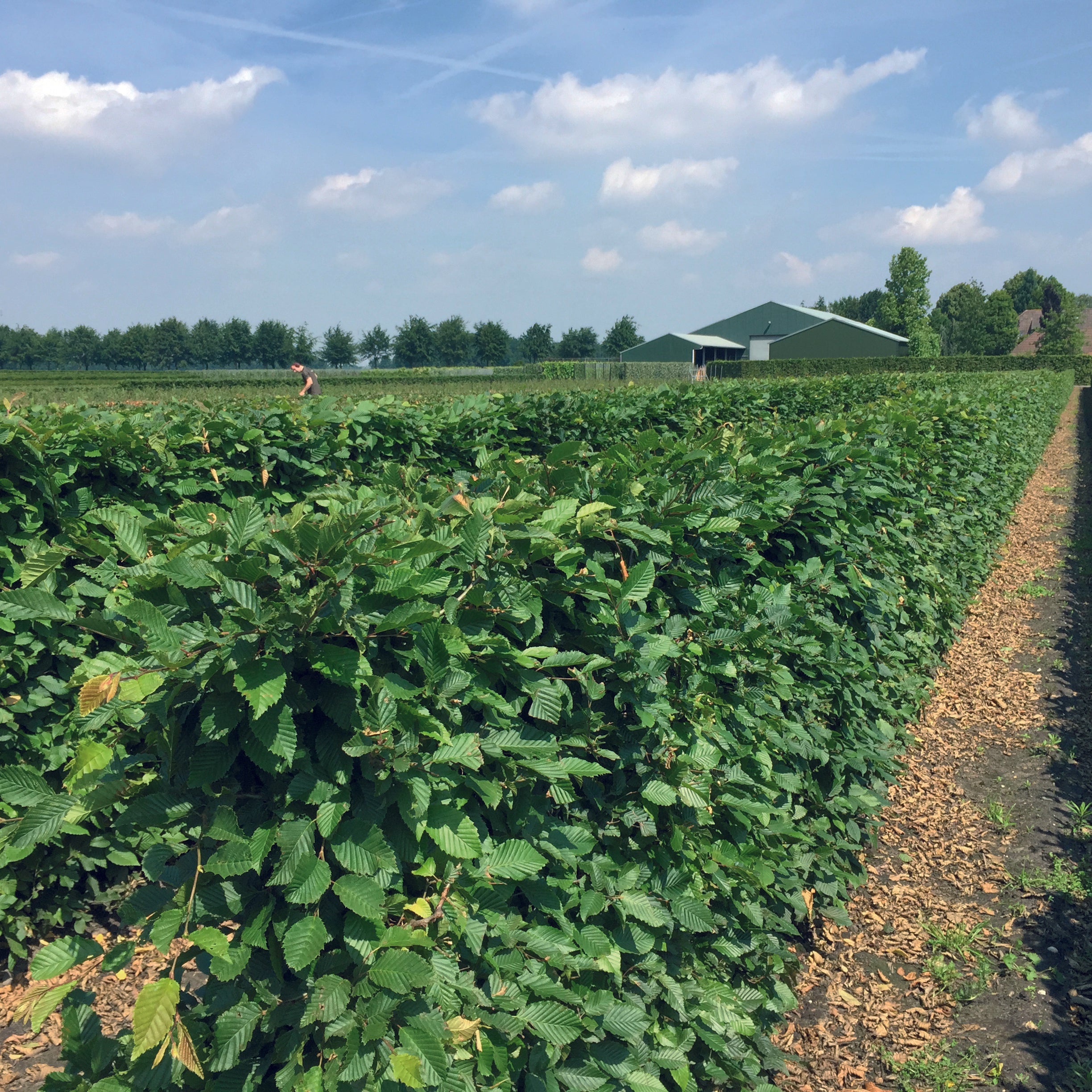 Carpinus betulus Fertighecke 120cm - 200cm