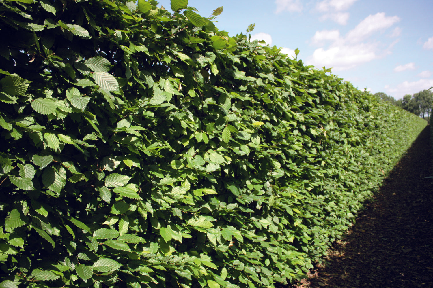 Carpinus betulus Fertighecke 120cm - 200cm