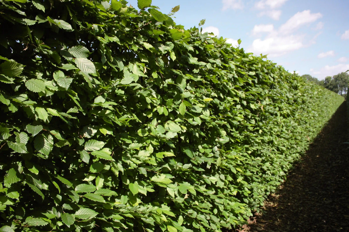 QUICKHEDGE Carpinus betulus Fertighecke, ca. 200 cm hoch, sommerliche grüne Blätter, schnelle Sichtschutzhecke