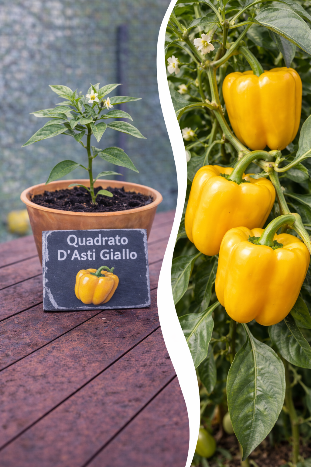 Jungpflanze Paprika Quadrato d’Asti Giallo von Semenlina, junge gelbe Paprikapflanze in Anzuchttopf auf Gartentisch